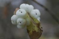 Symphoricarpos albus - Снежноягодник белый