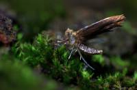 Nepticulidae - Моли-малютки
