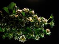 Fragaria × ananassa - Земляника ананасная, Земляника садовая