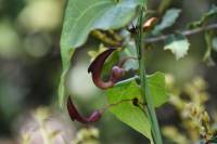 Aristolochia sempervirens - Кирказон вечнозелёный