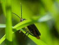 Cantharis obscura