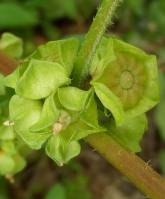 Malva parviflora - Просвирник мелкоцветковый, Мальва мелкоцветковая