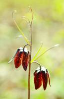 Fritillaria meleagroides - Рябчик шахматовидный