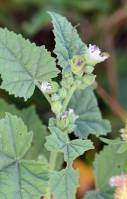 Althaea officinalis - Алтей лекарственный