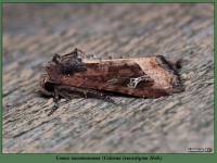 Celaena leucostigma - Совка касатиковая