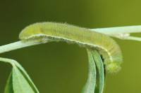 Colias myrmidone - Желтушка ракитниковая