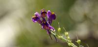 Linaria transiliensis - Льнянка заилийская