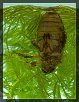 Dytiscus circumcinctus - Плавунец каёмчатый