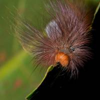 Erebidae - Lymantriinae - Волнянки