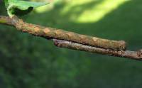 Deileptenia ribeata - Пяденица дымчатая еловая