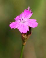 Dianthus borbasii - Гвоздика Борбаша