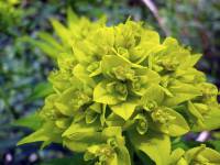 Euphorbia semivillosa - Молочай полумохнатый