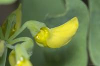 Coronilla coronata - Вязель корончатый