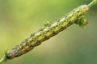 Hecatera bicolorata - Садовая совка Ясная, совка салатная, совка двуцветная