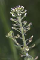 Lepidium campestre - Клоповник полевой