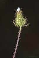 Crepis setosa - Скерда щетинистая