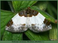 Mesoleuca albicillata - Пяденица-цидария малинная