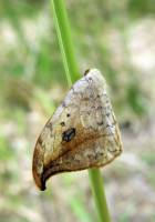 Drepana falcataria - Серпокрылка березовая (обыкновенная)