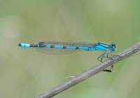 Enallagma cyathigerum - Стрелка голубая