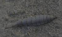 Stratiomyidae - Львинки