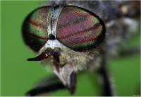 Tabanidae - Слепни