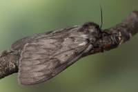 Lymantria monacha - Шелкопряд-монашенка