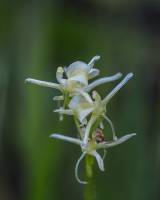 Liparis japonica - Глянцелистник японский