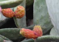 Opuntia - Опунция