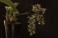Dendrobium munificum