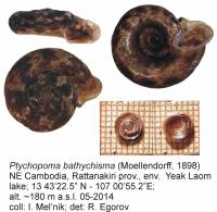 Ptychopoma bathyschisma