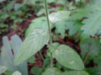 Clinopodium vulgare - Пахучка обыкновенная