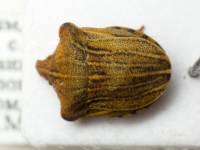 Sternodontus obtusus