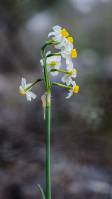 Narcissus tazetta - Нарцисс букетный, или тацетт