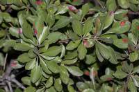 Pyrus elaeagrifolia - Груша лохолистная