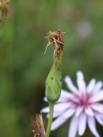 Pseudopodospermum papposum - Козелец крупнохохолковый