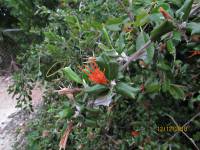 Gochnatia ilicifolia