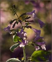 Lamiaceae - Яснотковые или Губоцветные
