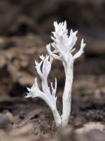 Clavulina coralloides - Клавулина коралловидная