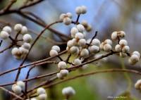 Sapium sebiferum - Сапиум салоносный, Сальное дерево