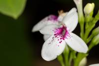 Pseuderanthemum carruthersii - Псевдэрантемум сетчатый