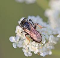 Andrena nitidiuscula