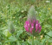 Trifolium purpureum - Клевер пурпурный