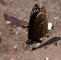 Papilionidae - Парусники