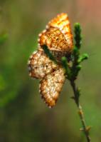 Geometridae unidentified - Пяденицы неидентифицированные