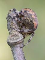 Крестовик мраморный - Araneus marmoreus (Araneidae)