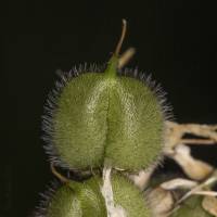 Astragalus cicer - Астрагал нутовый