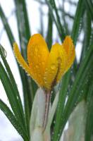 Crocus × luteus - Шафран жёлтый, Крокус жёлтый