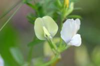 Vicia grandiflora - Горошек крупноцветковый