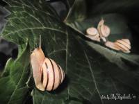 Caucasotachea vindobonensis