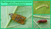 Ptycholoma lecheana - Листовертка свинцовополосая